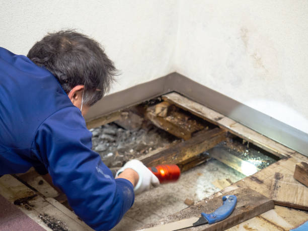 Best Water Damage Restoration  in Archdale, NC