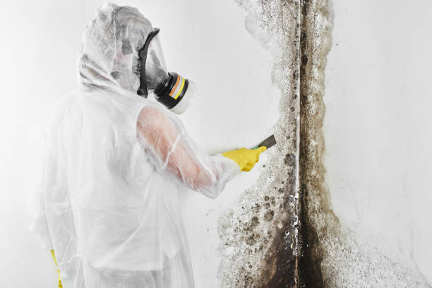 Best Mold Damage Repair  in Archdale, NC