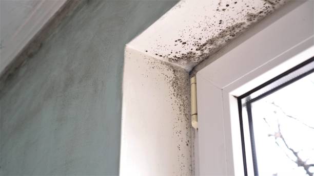 Mold Testing and Removal in Archdale, NC
