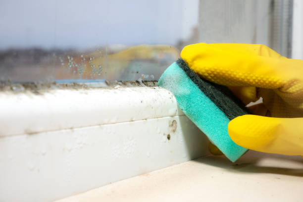Best Mold Removal Company Near Me  in Archdale, NC