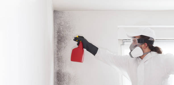 Best Attic Mold Removal  in Archdale, NC