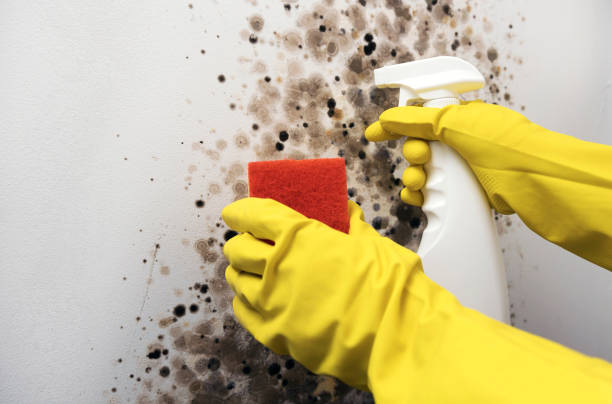 Best Emergency Mold Removal  in Archdale, NC