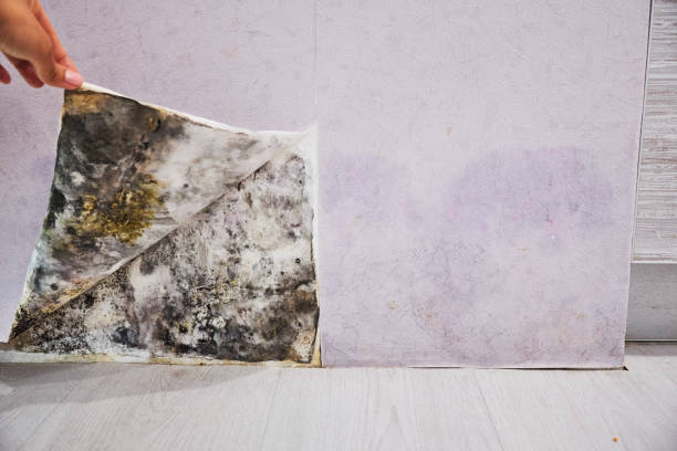 Professional Mold Removal in Archdale, NC